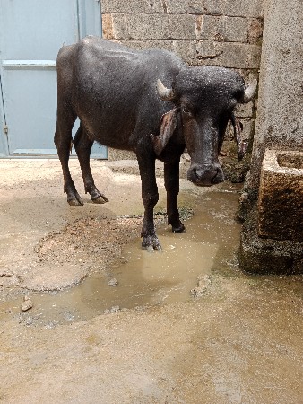 પાડી વેચવાની છે