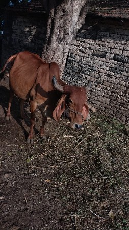 ગાય વેચવાની છે