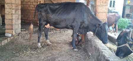 ગાય વેચવાની છે