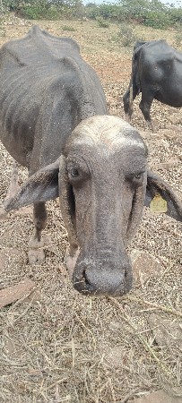 2=ભેસ વેચવાની છે