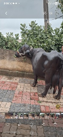 ભેંશ વેસવાની ની સે 3જુ વેતર