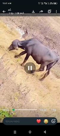 પાડો સે