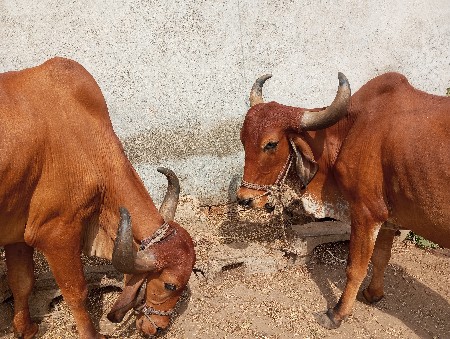 ઞોઢલા