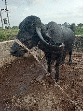 ભેંસ વેચવાની છે