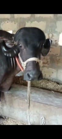 જાફરાબાદી છે
