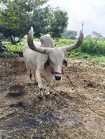 એક બળદ વેચવા નો છે