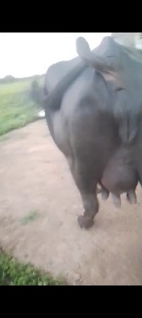 ભેશ વેસવાની છે