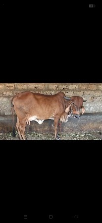 ગાય વેચવાની છે