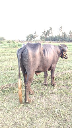 પાડો વેચવાનો છે