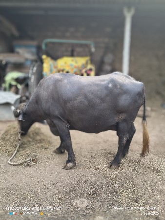 ભેંશ વેચવાની છે ભાઈ