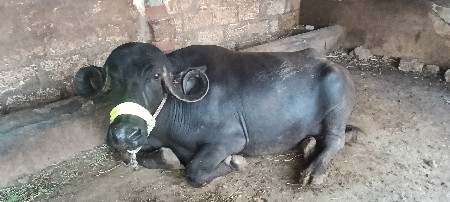 ભેસ