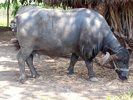 એક વિયાણ છે  બે ગાભણાછે