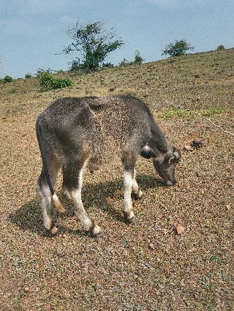 આ પાડો વેચવાનો છે