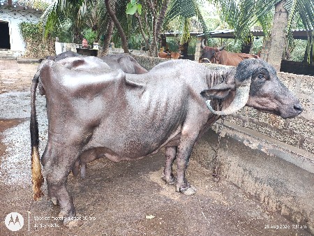 જાફરી ભેંશ દેવા ની સે