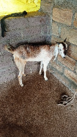 2 bakri vechvani chhe