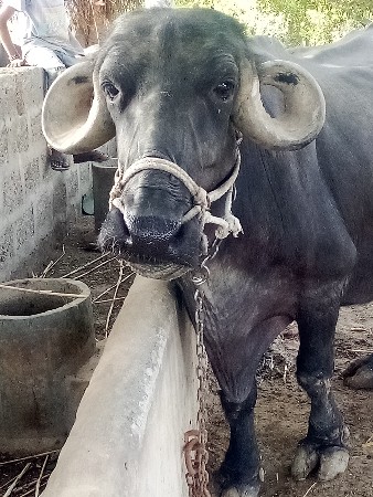 ૩ વેતર વીયાહે જોફરાબાદ છે