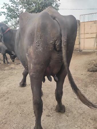 ભેંસ વેચવાની છે.
