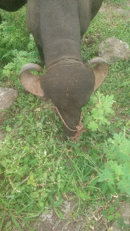 પોડો વેચવાનો સે