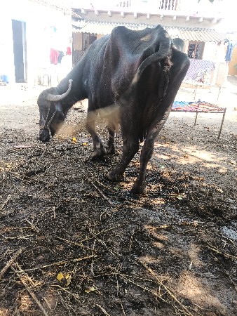 ભેંસ