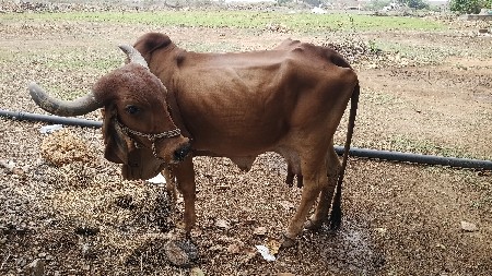 ગાય વેચવાની છે
