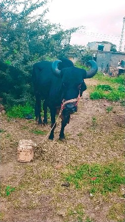 ભાઈ ટોટલ જવાબદારી થી બળદ વેચવાનો છ