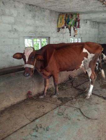 ગાય વેચવાની છે