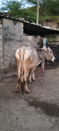 ત્રીજું વેતર