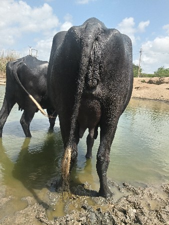 પેલા વેતરમા