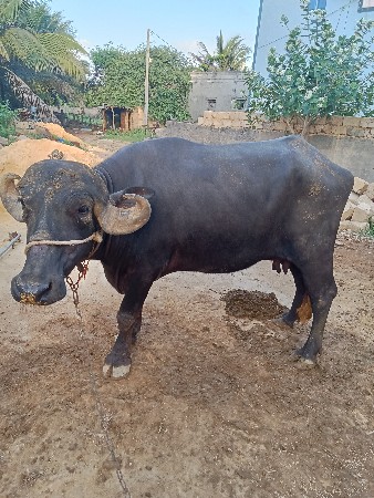 ભેસ વેચવાની છે