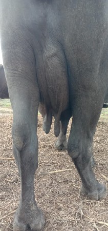 15 દીવસ ની વયાલ છે