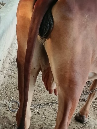 ગાય વેચવાની છે