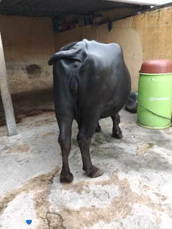 ખડેલો દેવાનો છે