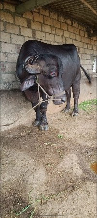 3 ju vetar
