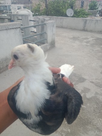 nar for sale 300 sav sasta bhav