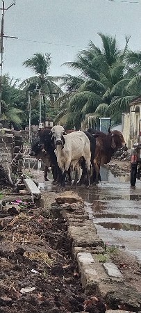 ખુટ આપવાનો છે