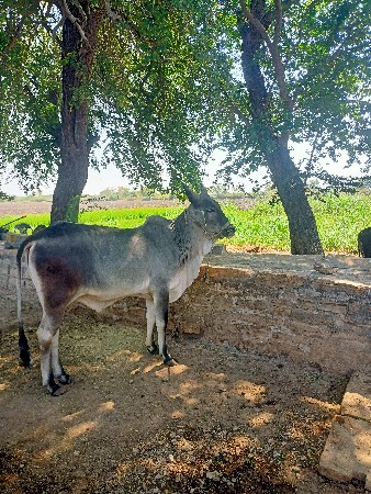 બરધ વેસવાનાસે