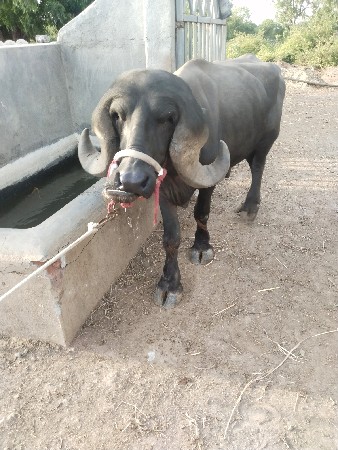 પાડો વેસવાનો સે