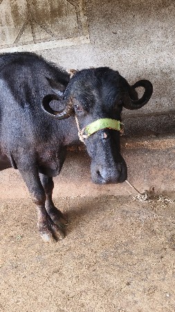 ખડેલી વેચવાની છે