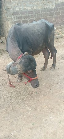 ખડેલી વેચવાની છે
