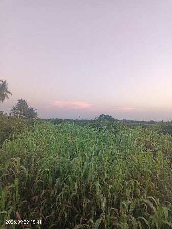 લીલી જુવાર