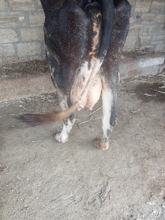ગાય hf