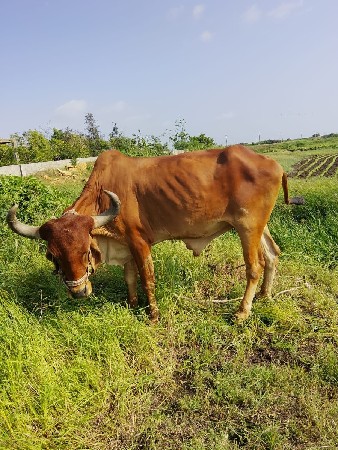 બળદ વેચવાના છે