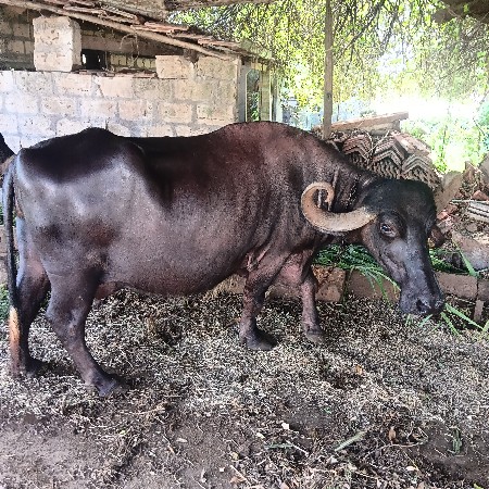 ભેંશ વેચવાની છે.