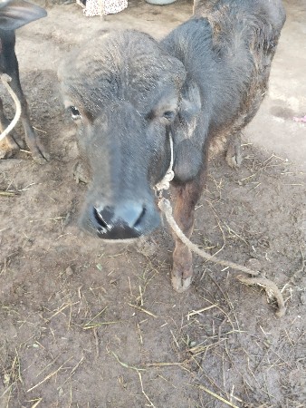 પાડો વેચવા નો છે