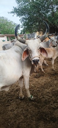વાંચવાની છે ગાય