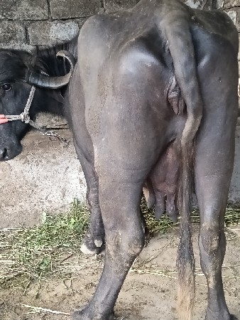 જયરાજભાઇ માંકડ