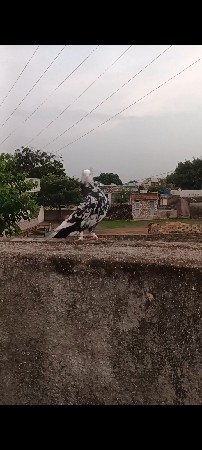 mukhi jod vechvani chhe