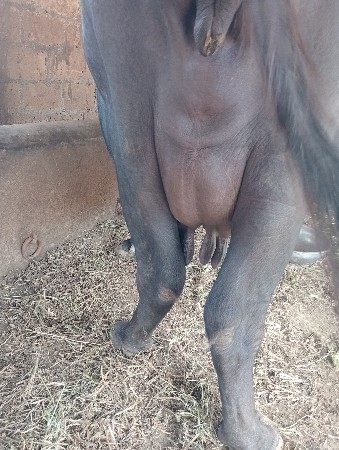 ખડેલી વેંચાણ માટે છે