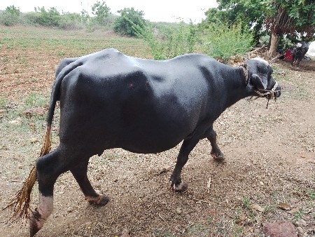 ભેંશ વેચવા ની છે