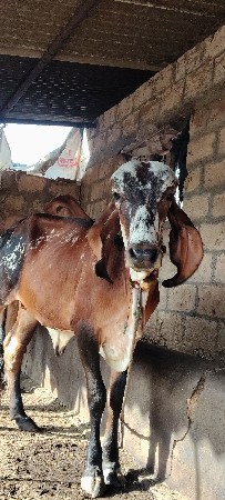 બે વર્ષની છે